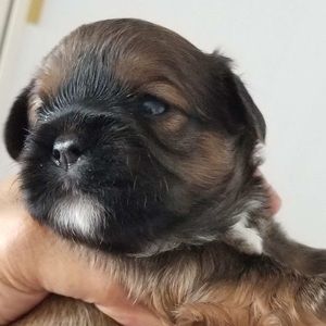 Meet your Posher, Tara